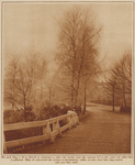 873391 Gezicht op berijpte bomen in het Park Oog in Al te Utrecht, in de mist.